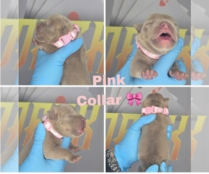 American Bully Puppy for sale in PORTAGE, IN, USA