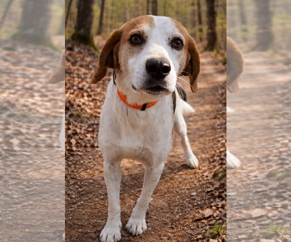 Medium Photo #1 Mutt Puppy For Sale in Rustburg, VA, USA