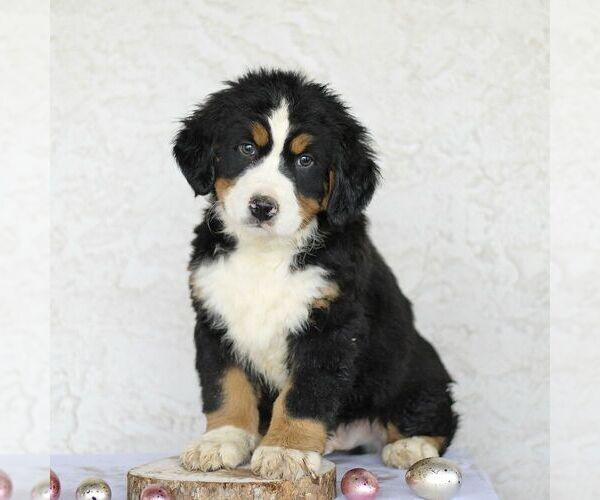 Medium Photo #4 Bernese Mountain Dog Puppy For Sale in ATGLEN, PA, USA