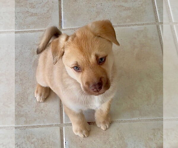 Medium Photo #1 Huskies -Unknown Mix Puppy For Sale in Denton, TX, USA