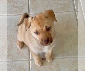 Huskies -Unknown Mix Dogs for adoption in Denton, TX, USA