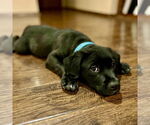 Small #3 Collie Mix