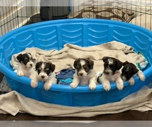 Schnauzer (Miniature) Litter for sale in HATTIESBURG, MS, USA