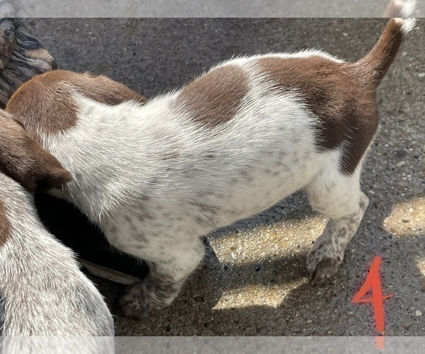 Medium Photo #3 German Shorthaired Pointer Puppy For Sale in PINCONNING, MI, USA