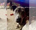 Small #29 Labrador Retriever Mix