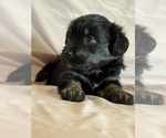 Kitten - Female Corgipoo Puppy for Sale - Photo #3