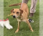 Small #1 Catahoula Leopard Dog