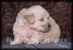 Small Photo #2 Poovanese Puppy For Sale in COPPOCK, IA, USA