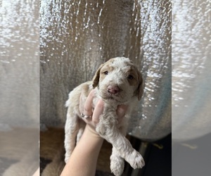 Doodle-Goldendoodle Mix Puppy for sale in COVINGTON, VA, USA