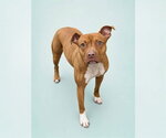 Small Photo #4 Mutt Puppy For Sale in Forestville, MD, USA