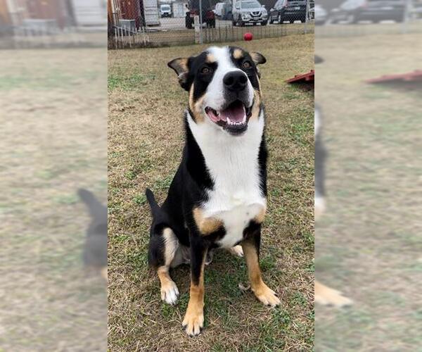 Medium Photo #2 Greater Swiss Mountain Dog-Labrador Retriever Mix Puppy For Sale in Rosenberg, TX, USA