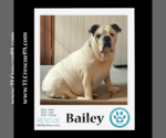 Small Photo #5 Bulldog Puppy For Sale in Kimberton, PA, USA