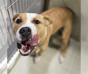 Mutt Dogs for adoption in Bakersfield, CA, USA