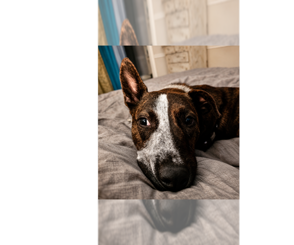 Medium Photo #9 Mutt Puppy For Sale in Greenbelt, MD, USA