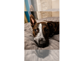 Small #8 Mutt