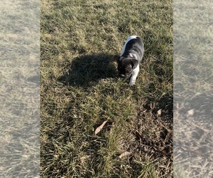 French Bulldog Puppy for sale in AVON, IN, USA