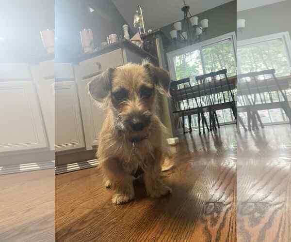 Medium Photo #1 Dachshund-Unknown Mix Puppy For Sale in Holly Springs, NC, USA