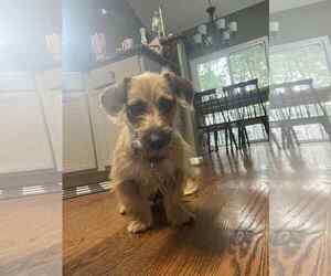 Dachshund-Unknown Mix Dogs for adoption in Holly Springs, NC, USA