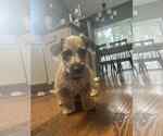 Small Dachshund Mix