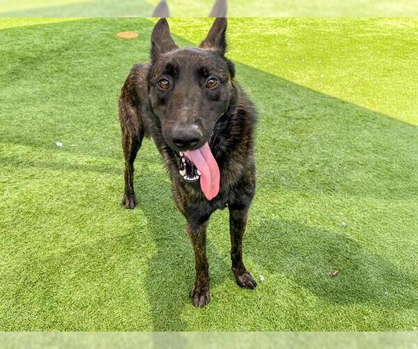Medium Photo #2 Mutt Puppy For Sale in Orange, CA, USA