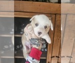 Small Photo #11 Pembroke Welsh Corgi Puppy For Sale in MILTON, WI, USA