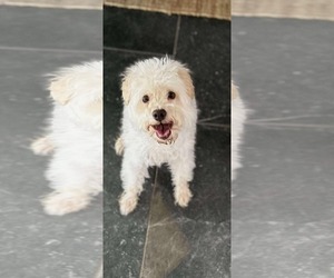 Maltese-Unknown Mix Dogs for adoption in Dallas, TX, USA
