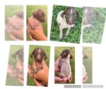 Small Photo #8 German Shorthaired Pointer Puppy For Sale in MORTON, MS, USA