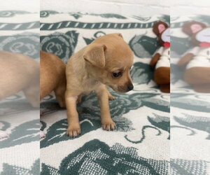 Chihuahua Dogs for adoption in York, SC, USA