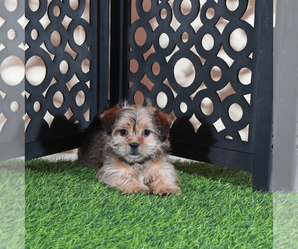 Medium Photo #4 Shorkie Tzu Puppy For Sale in MOUNT VERNON, OH, USA