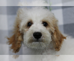 Small #1 Bichpoo