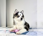 Small #2 Pomsky