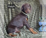 Small #2 Doberman Pinscher
