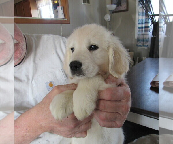 Medium Photo #8 English Cream Golden Retriever Puppy For Sale in NORTHWOOD, OH, USA