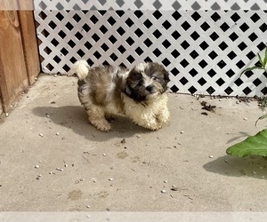 Zuchon Puppy for sale in MOUNT PLEASANT, MI, USA