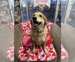 Small #1 Golden Retriever Mix
