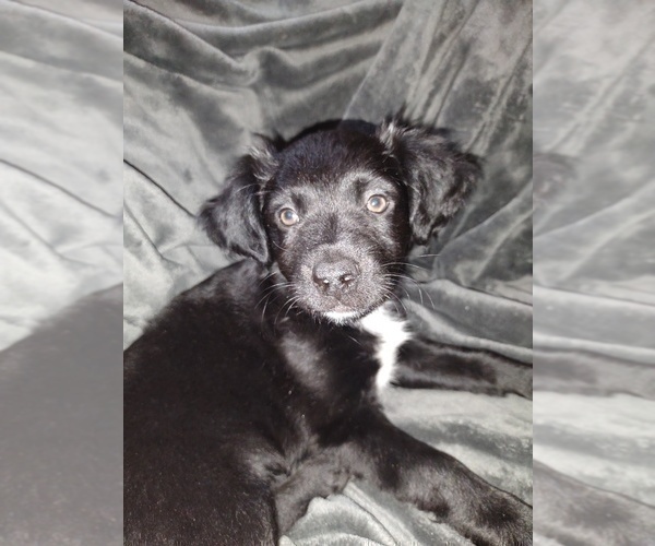 Medium Photo #1 Border Collie-Jack Russell Terrier Mix Puppy For Sale in GRAFTON, NH, USA