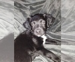 Puppy 1 Border Collie-Jack Russell Terrier Mix