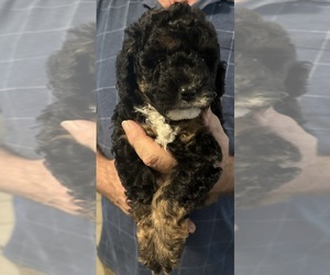 Poodle (Miniature) Puppy for sale in NACOGDOCHES, TX, USA