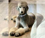 Small #3 Poodle (Standard)