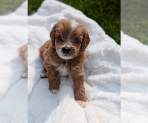 Miniature Labradoodle Puppy for sale in SYCAMORE, IL, USA
