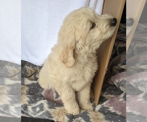 Goldendoodle Puppy for sale in GRAVETTE, AR, USA