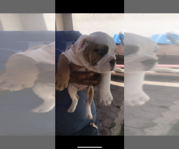 Medium Photo #1 English Bulldogge Puppy For Sale in DEVINE, TX, USA