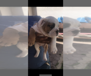 English Bulldogge Puppy for sale in DEVINE, TX, USA