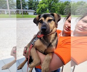 Mountain Cur-Unknown Mix Dogs for adoption in Linton, IN, USA