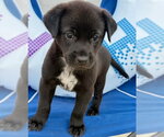 Small #2 Labrador Retriever Mix