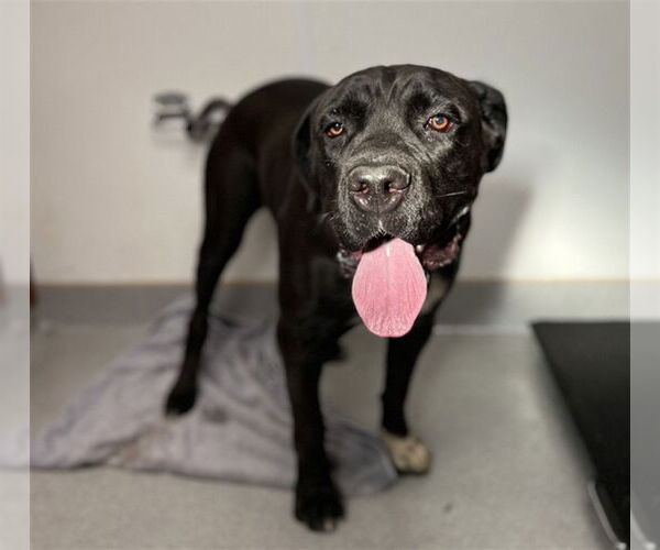 Medium Photo #2 Mastiff Puppy For Sale in Rancho Cucamonga, CA, USA