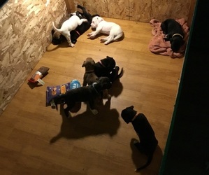 Boxer Litter for sale in PULASKI, NY, USA