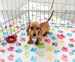 Small #5 Dachshund
