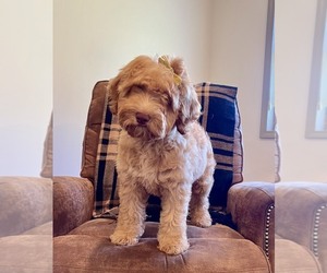 Mini Whoodle (Wheaten Terrier/Miniature Poodle) Puppy for Sale in DOSS, Missouri USA