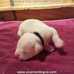 Small Photo #156 Dogo Argentino Puppy For Sale in JANE, MO, USA